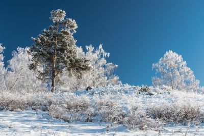 Trees on snow field against clear blue sky