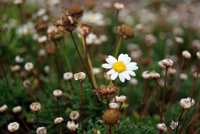 Close-up of daisy blooming at park