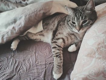 Cat lying on bed at home