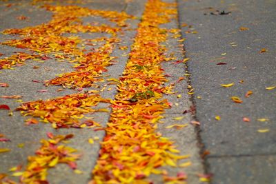 Autumn leaves fallen on road