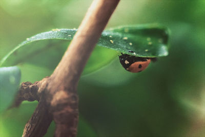 Close-up of insect on leaf