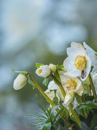 Close-up of white flowering plant