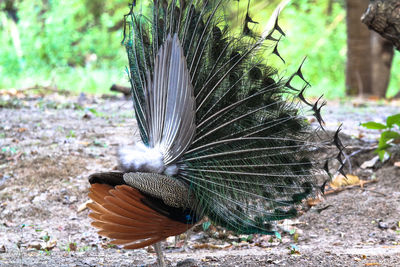 Close-up of peacock