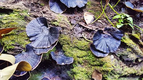 Close-up high angle view of leaves