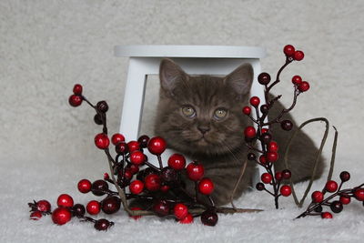 Portrait of red christmas tree