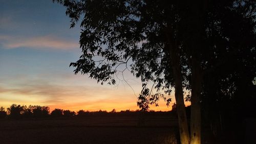 Silhouette trees on field against sky at sunset