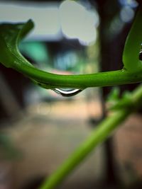 Close-up of water drop on leaf