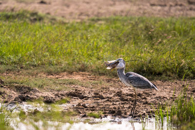 High angle view of gray heron perching on a lake