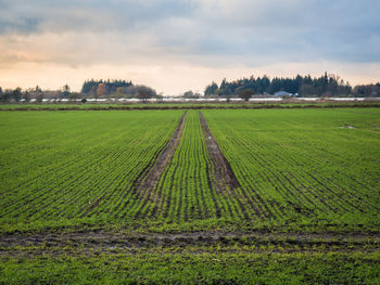 Scenic view of agricultural field against sky