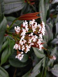 Close-up of flowers