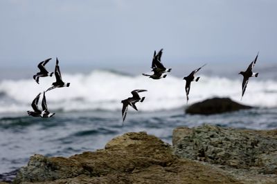 Seagulls flying over rocks