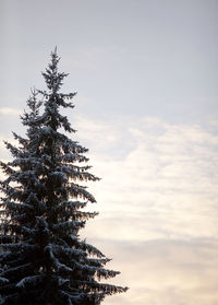 Low angle view of pine tree against sky during sunset