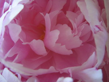 Full frame shot of pink flowers