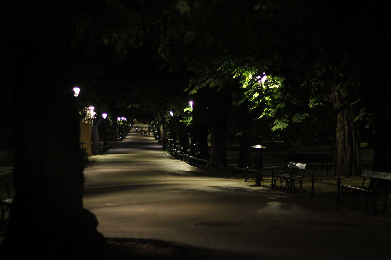 ILLUMINATED STREET LIGHTS BY TREES AT NIGHT