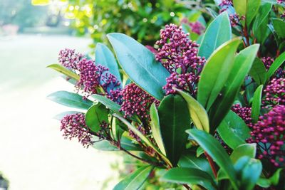 Close-up of flowers