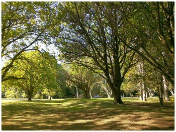 Trees in park