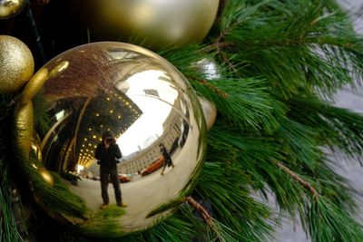 Close-up of christmas tree