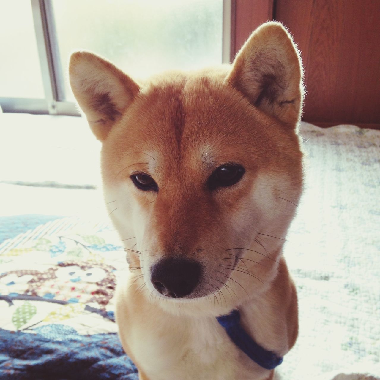 animal themes, domestic animals, one animal, pets, mammal, dog, indoors, portrait, animal head, close-up, looking at camera, home interior, focus on foreground, relaxation, zoology, sitting, animal body part, part of, pet collar