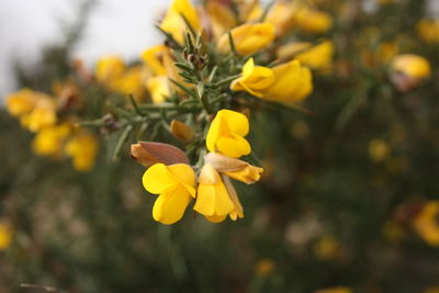 Close-up of yellow flowering plant