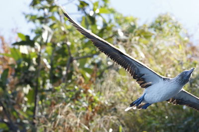 Close-up of bird flying against sky