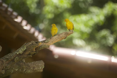 Low angle view of birds perching on tree