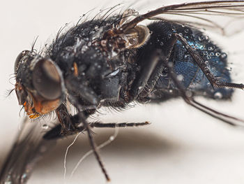 Close-up of fly