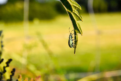 Close-up of insect on plant