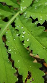 Close-up of wet leaves on rainy day