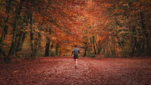 Rear view of man walking in forest