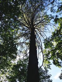 Low angle view of tree in forest