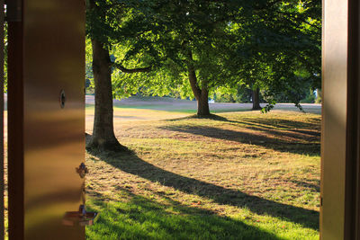 Trees in park