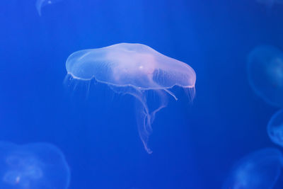 Jellyfish swimming in sea