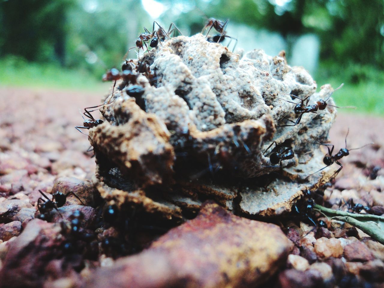 CLOSE-UP OF ANTS ON LAND