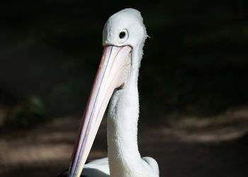 Close-up of a bird