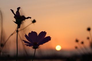 sunset, orange color, flower, growth, beauty in nature, plant, nature, focus on foreground, sun, stem, freshness, fragility, silhouette, close-up, sky, tranquility, scenics, clear sky, selective focus, tranquil scene