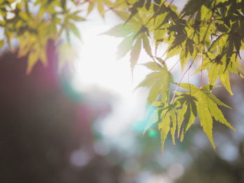 Close-up of tree branch against sky