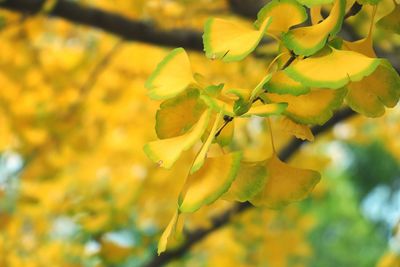 Close-up of plant against blurred background