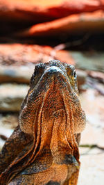 Close-up of lizard