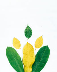 Close-up of leaves against white background