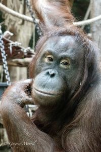 Close-up of monkey looking away in zoo