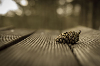 Close-up of crab on table
