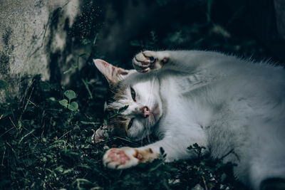 Cat relaxing in a field