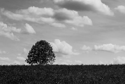 Trees on field against cloudy sky