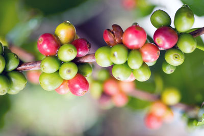 Close-up of cherries growing on tree