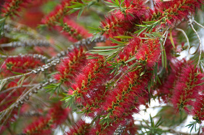 Close-up of red flowers on tree