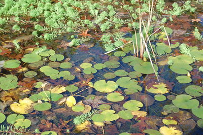 Leaves on ground