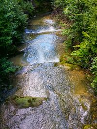 Stream flowing through forest