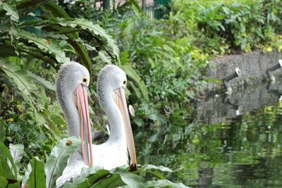 Pelicans swimming in lake