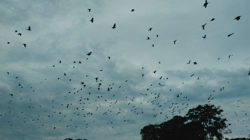 Low angle view of birds flying in sky