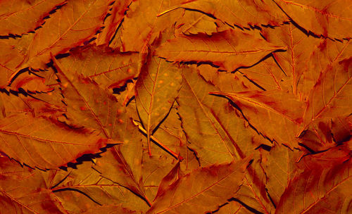 Full frame shot of dry leaves during autumn